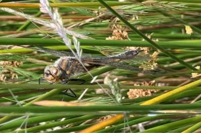 Epitheca bimaculata