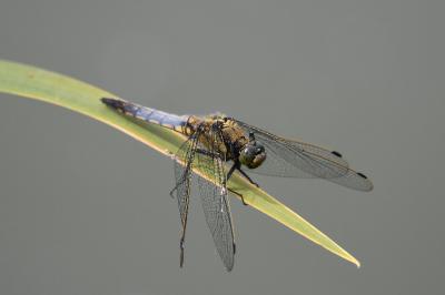 Orthetrum cancellatum