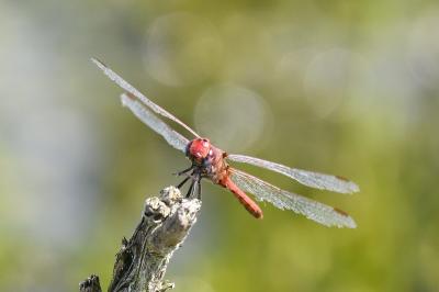 Sympetrum fonscolombii