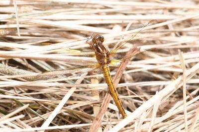 Orthetrum coerulescens