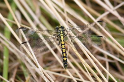 Onychogomphus forcipatus