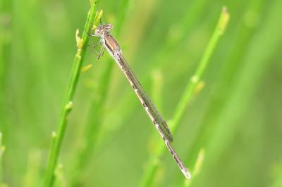 Sympecma fusca