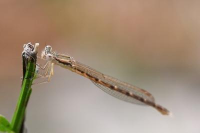 Sympecma fusca