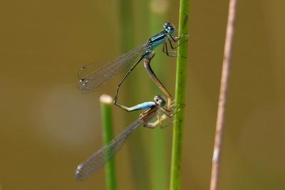 Ischnura elegans