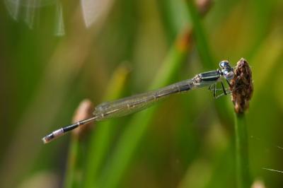 Ischnura elegans