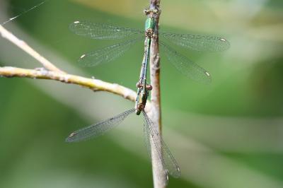Chalcolestes viridis