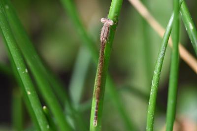 Sympecma fusca