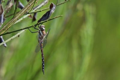 Aeshna mixta