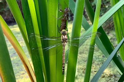 Aeshna cyanea
