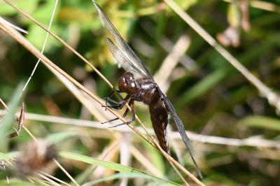 Libellula depressa