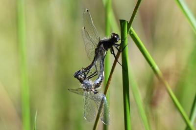 <i>Leucorrhinia pectoralis</i>