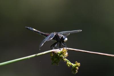 <i>Leucorrhinia pectoralis</i>