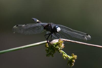 <i>Leucorrhinia pectoralis</i>