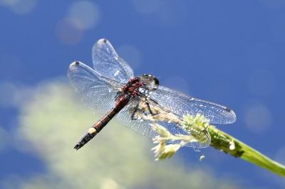 <i>Leucorrhinia pectoralis</i>