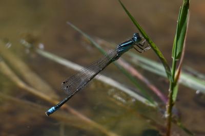 Ischnura pumilio