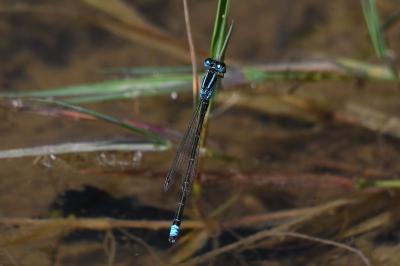 <i>Ischnura pumilio</i>