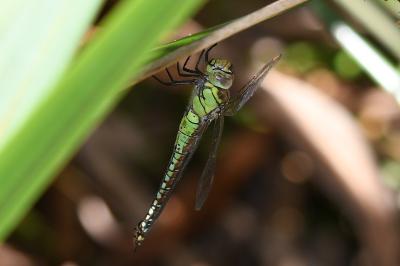 <i>Aeshna affinis</i>