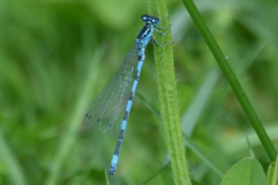 <i>Coenagrion mercuriale</i>