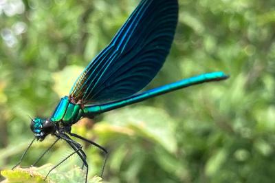 <i>Calopteryx virgo</i>