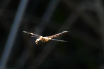 <i>Aeshna mixta</i>