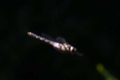 <i>Aeshna mixta</i>