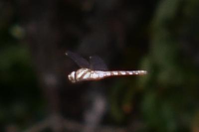 <i>Aeshna mixta</i>