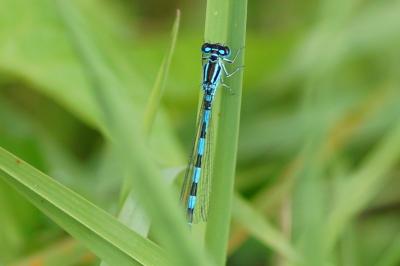 Coenagrion mercuriale