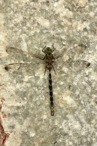 <i>Boyeria irene</i>