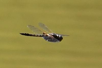 <i>Epitheca bimaculata</i>