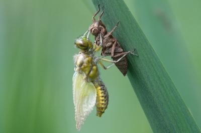 <i>Libellula depressa</i>