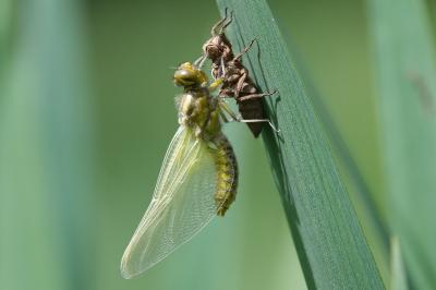 <i>Libellula depressa</i>