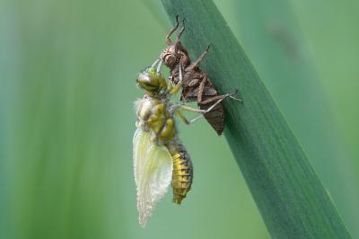 <i>Libellula depressa</i>