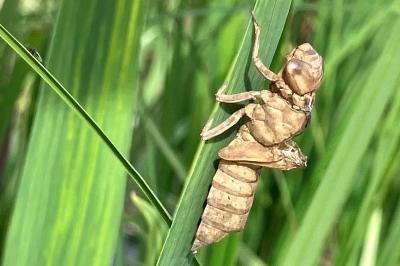 <i>Brachytron pratense</i>