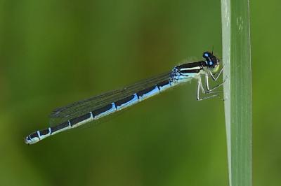 <i>Coenagrion scitulum</i>
