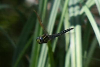 <i>Brachytron pratense</i>