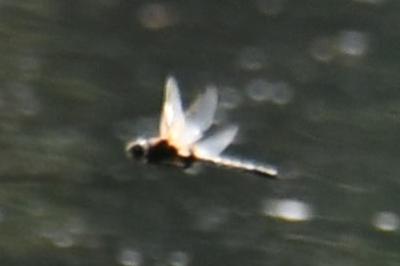 <i>Epitheca bimaculata</i>