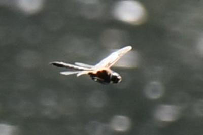 <i>Epitheca bimaculata</i>