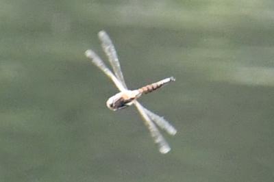 <i>Epitheca bimaculata</i>