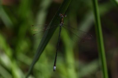 <i>Lestes virens</i>