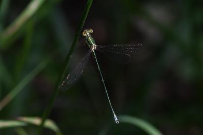 <i>Lestes virens</i>
