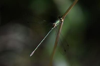 <i>Lestes virens</i>