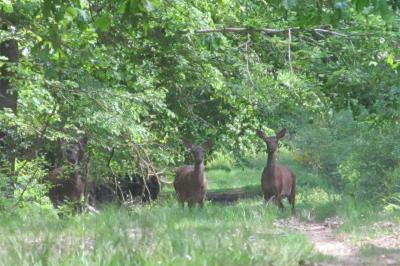 Cervus elaphus