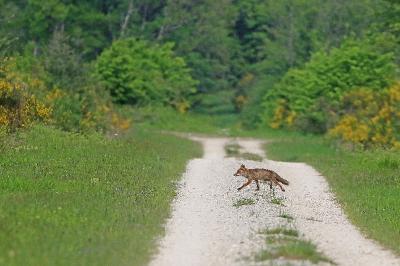 Vulpes vulpes