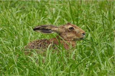 Lepus europaeus