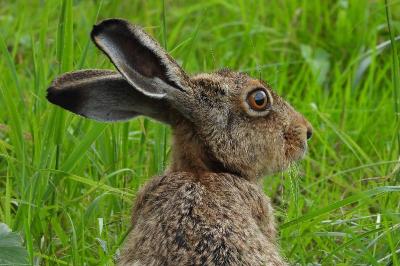 Lepus europaeus