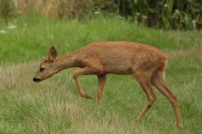 Capreolus capreolus