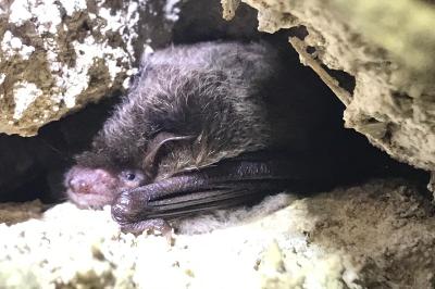 Myotis daubentonii