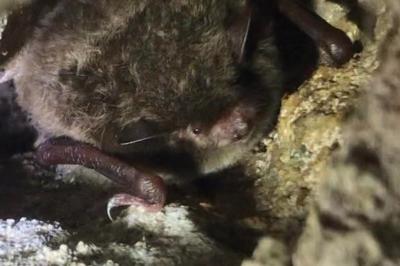 Myotis daubentonii