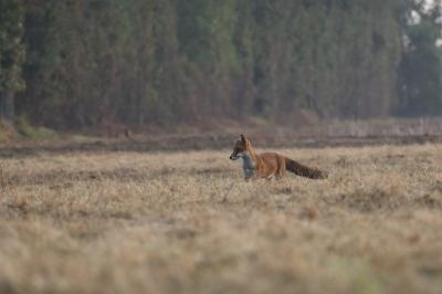 Vulpes vulpes