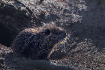 Myocastor coypus